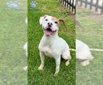 Small Staffordshire Bull Terrier