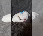 Small Photo #6 Dalmatian Puppy For Sale in LUDOWICI, GA, USA