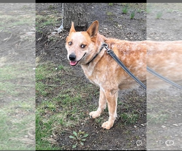 Medium Photo #3 Mutt Puppy For Sale in Westwood, NJ, USA