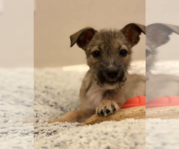 Medium Photo #4 Chihuahua-Unknown Mix Puppy For Sale in Princeton, MN, USA