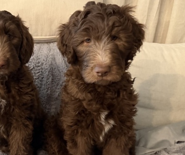 Medium Photo #6 Labradoodle Puppy For Sale in HUGER, SC, USA