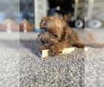 Small #3 Poocan