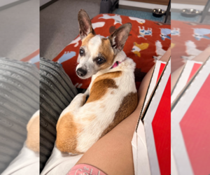 Opal - Female Chihuahua-Unknown Mix Dog for Adoption - Photo #2