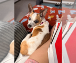 Small #1 Chihuahua Mix