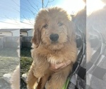 Small Photo #3 Goldendoodle Puppy For Sale in BEECH GROVE, IN, USA