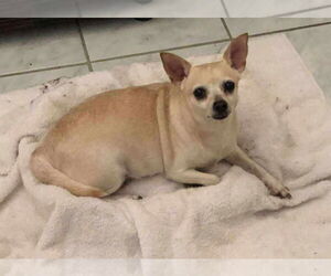 Rat-Cha Dogs for adoption in Princeton, MN, USA