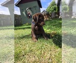 Small #3 Labrador Retriever