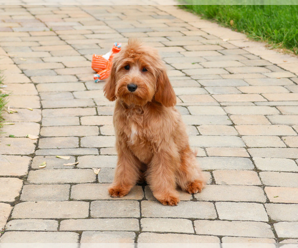 Medium Photo #4 Cavapoo (Miniature) Puppy For Sale in SYRACUSE, IN, USA
