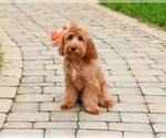 Small #3 Cavapoo (Miniature)