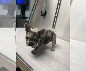 French Bulldog Puppy for sale in DELTA, OH, USA