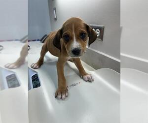 American Pit Bull Terrier-Basset Hound Mix Dogs for adoption in Baytown, TX, USA