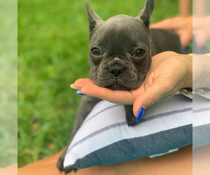 French Bulldog Puppy for sale in TAMPA, FL, USA