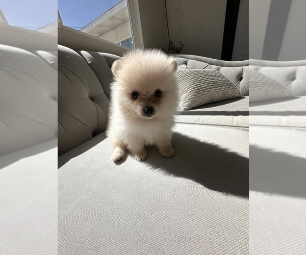 Medium Photo #2 Pomeranian Puppy For Sale in BAKERSFIELD, CA, USA