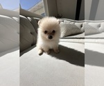 Small #1 Pomeranian