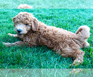 Goldendoodle (Miniature) Puppy for sale in ROY, UT, USA