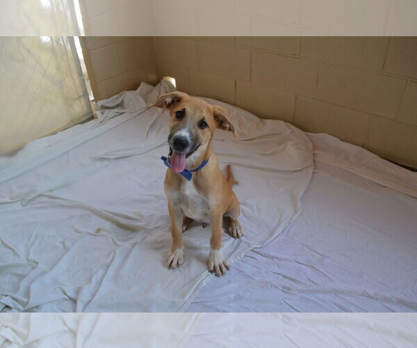 Medium Photo #1 Mutt Puppy For Sale in McKinney, TX, USA