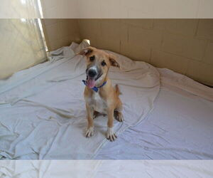 Mutt Dogs for adoption in McKinney, TX, USA