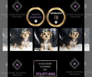 Morkie Puppy for sale in WARSAW, IN, USA