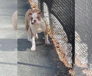 American Bulldog Puppy for sale in GREENSBORO, NC, USA