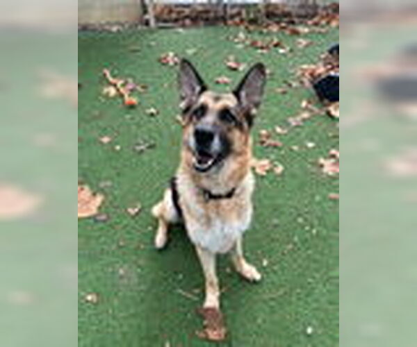 Medium Photo #2 German Shepherd Dog Puppy For Sale in Woodland, CA, USA