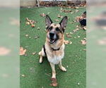 Small #1 German Shepherd Dog