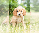 Small Photo #11 Cockapoo Puppy For Sale in WARSAW, IN, USA