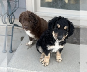 Australian Retriever Puppy for sale in DILLON, MT, USA