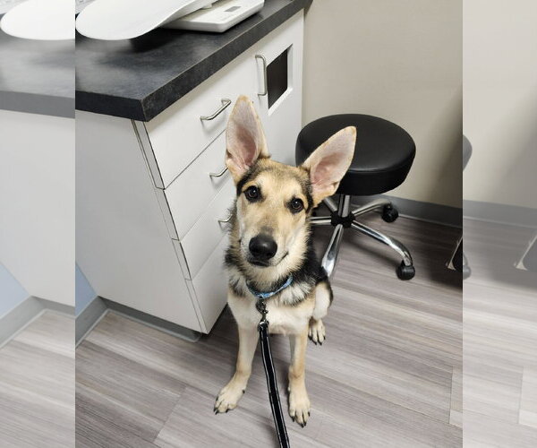 Medium Photo #7 German Shepherd Dog Puppy For Sale in Gretna, NE, USA