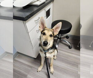 Harrison - Male German Shepherd Dog Dog for Adoption - Photo #7