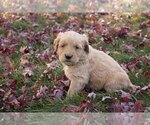 Small Photo #3 Golden Retriever Puppy For Sale in HOLMESVILLE, OH, USA