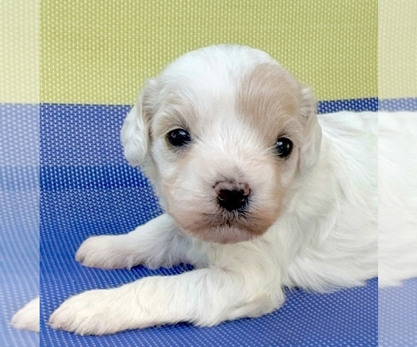 Medium Photo #5 Cavapoo (Miniature) Puppy For Sale in WAUSEON, OH, USA