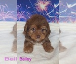 Image preview for Ad Listing. Nickname: Bailey