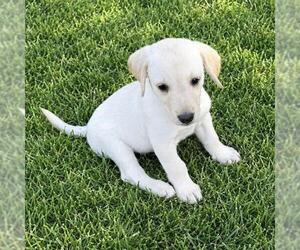Huckleberry Finn Pup - Sid - Adopted! - Male Labrador Retriever-Unknown Mix Dog for Adoption - Photo #2