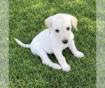 Small Photo #2 Labrador Retriever-Unknown Mix Puppy For Sale in San Diego, CA, USA