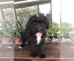 Small Photo #9 Bernedoodle Puppy For Sale in AUGUSTA, WV, USA