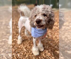 Poodle (Standard) Dogs for adoption in Waterford, VA, USA