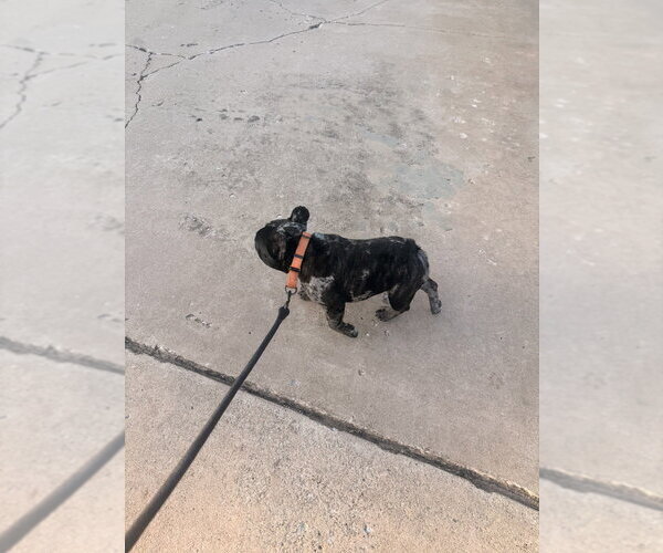 Medium Photo #2 French Bulldog Puppy For Sale in OKLAHOMA CITY, OK, USA