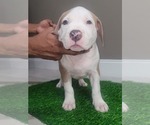 Puppy Puzzle Piece American Bully-Bullypit Mix
