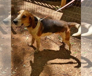 Iver: Not At the Shelter (Wendy) - Male American Foxhound-Unknown Mix Dog for Adoption - Photo #7