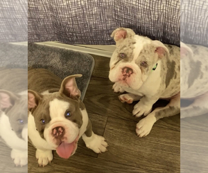 English Bulldog Puppy for sale in DULUTH, GA, USA