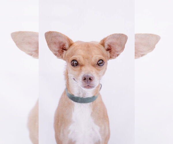 Medium Photo #7 Rat-Cha Puppy For Sale in Princeton, MN, USA