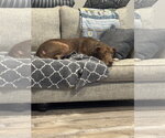 Small #5 Labrador Retriever Mix