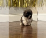 Small Photo #4 Shih Tzu Puppy For Sale in ELDERWOOD, CA, USA