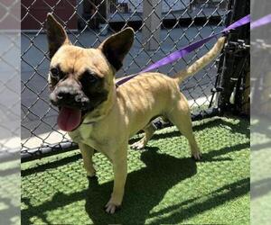 Pug Dogs for adoption in Norco, CA, USA