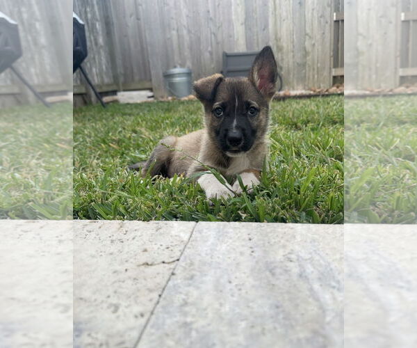 Medium Photo #3 Mutt Puppy For Sale in Rosenberg, TX, USA