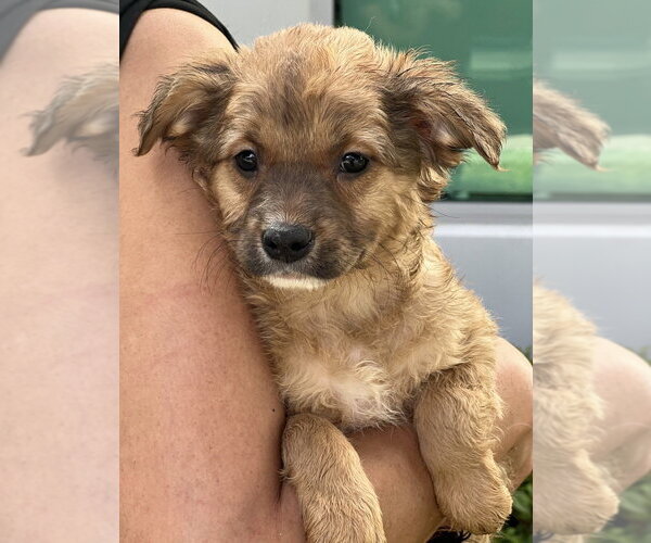 Medium Photo #2 Cocker Spaniel-Unknown Mix Puppy For Sale in Dana Point, CA, USA