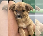 Small #1 Cocker Spaniel Mix