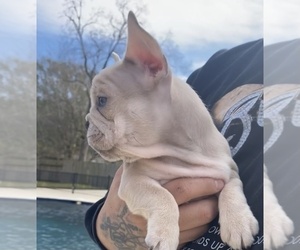 French Bulldog Puppy for sale in HOUSTON, TX, USA
