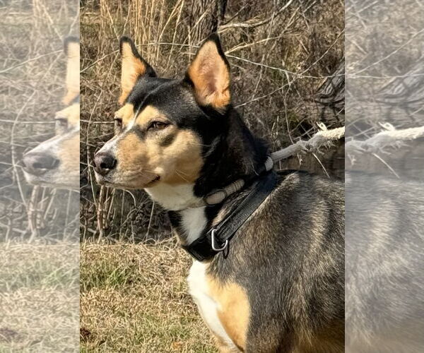 Medium Photo #2 Mutt Puppy For Sale in Tarrytown, GA, USA