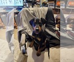 Small #9 Doberman Pinscher